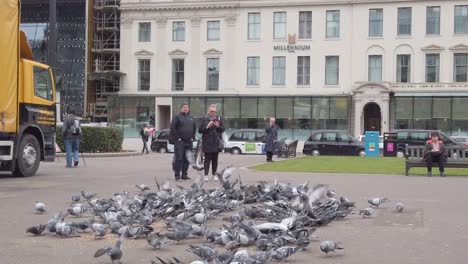 Slow-motion-of-people-feeding-pigeons