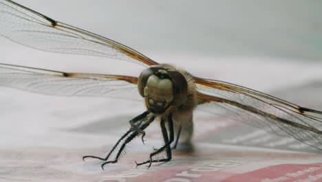 Full-shot-of-a-two-spotted-dragonfly-sitting-on-a-table