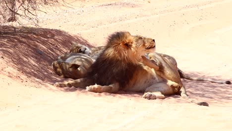 A-yawn-and-a-scratch-for-this-male-African-Lion-laying-in-the-shade