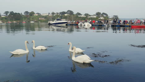 Family-of-swans-swimming-in-tranquil-creek-side-waters-,-static-shot