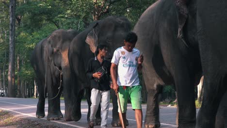Elefantes-Acercándose-Al-Lado-De-La-Calle-En-Angkor-Wat