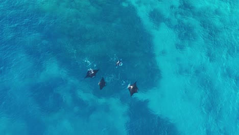 A-group-of-beautiful-Manta-Rays-swimming-by-the-surface-of-the-blue-waves-of-Fiji---top-view