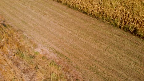 Aufschlussreiches-Luftdrohnen-4K-Video-Von-Landwirtschaftlichen-Maisfeldern-An-Einem-Sonnigen-Tag