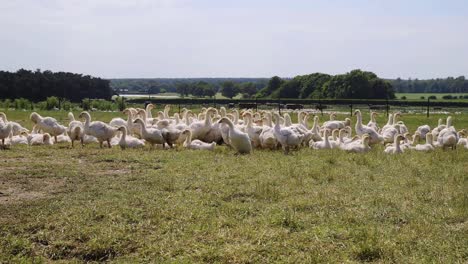 Young-geese-by-water-trough-standing-and-running-away