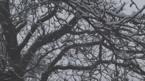 SLOW-MOTION:-Pan-shot-of-snow-falling-on-tree-branches-already-covered-in-snow-and-ice
