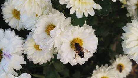 Biene-Sammelt-Pollen-Auf-Weißen-Blüten-Mit-Gelber,-Langsamer-Nahaufnahme