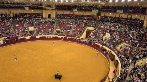 Portuguese-bullfighters-scatter-after-wrestling-bull-as-one-holds-on-by-tail-during-bullfight