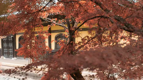 Orange-momiji-leaves-in-the-autumn-season-in-front-of-a-temple-in-Kyoto,-Japan-soft-lighting-slow-motion-4K