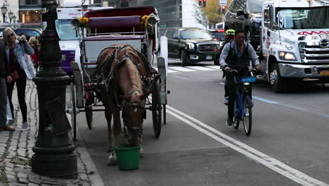 Tourist-carriage-horse-drinks-and-rest-on-the-side-of-a-street-in-Manhattan,-New-York