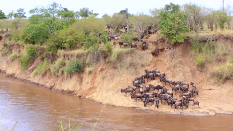 Confusion-as-Wildebeest-herd-gather-to-cross-muddy-Mara-River,-Kenya