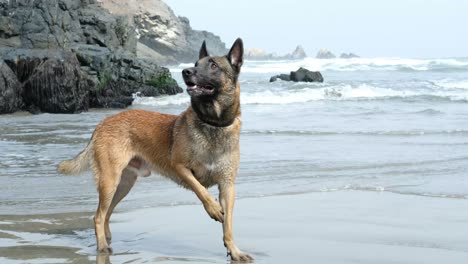 dog-at-the-beach