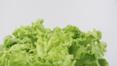 Green-oak-fresh-lettuce-planted-in-the-Hydroponics-style-is-beautifully-placed-and-slowly-rotating