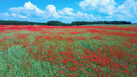 Campo-De-Amapolas-Rojas-Florecientes