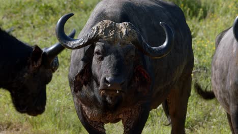 Búfalo-Africano-Del-Cabo,-Cámara-Lenta-De-Cerca