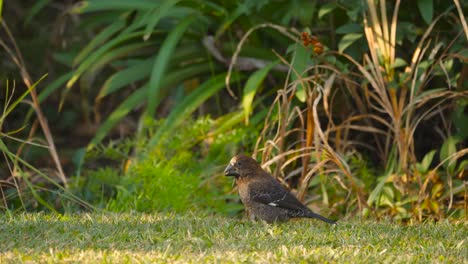 Small-exotic-bird-pecking-at-seeds-on-the-ground,-thick-billed-weaver,-South-Africa