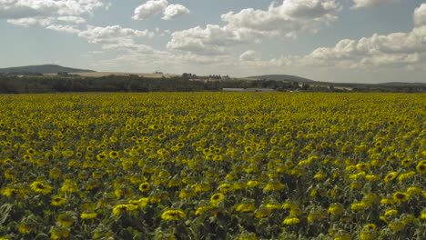 Vibrant-giant-Sunflowers-blossom-in-field,-Slider-Aerial-shot-left-to-right