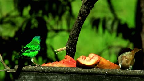 Brightly-colored-tropical-birds-eat-at-a-fruit-feeder-in-the-Brazilian-Savanna