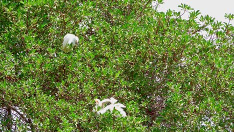 Snowy-egret-heron-chicks-play-in-the-tree-branches-while-mom-comes-down-to-see-what's-going-on