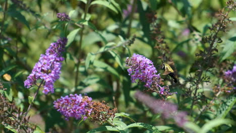 Polilla-De-Abeja-Colibrí-En-Cámara-Lenta-De-Arbusto-De-Mariposa