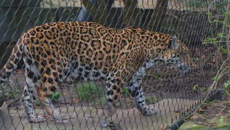 Jaguar-Caminando-Detrás-De-Una-Cerca-De-Malla-De-Alambre-En-El-Zoológico,-Girando-A-La-Derecha
