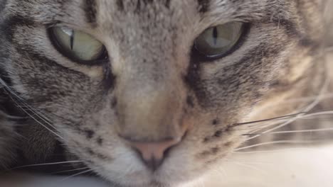 Curious-young-striped-tabby-cat-portrait-shot-looking-at-surroundings-macro-shot
