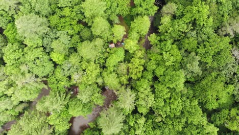 campground-forest-river-aerial-drone-topdown