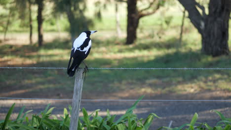 Black-And-White-Australian-Magpie-On-A-Barbwire-Fence