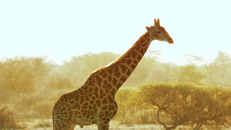 Giraffe-Drinking-Water-At-Sunset-In-African-Wilderness---Medium-Shot