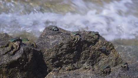 A-group-of-small-adorable-crabs-on-a-rock-by-the-waves---close-up