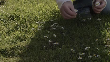 Frau-Auf-Der-Wiese-Pflückt-Gänseblümchen,-Mittlere-Aufnahme