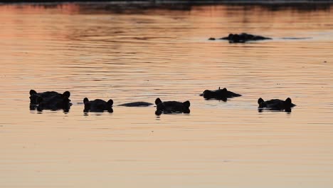 Pod-of-hippos-cool-off-in-Okavango-Delta-river,-evening-golden-light
