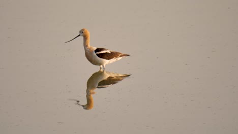 Avoceta-Americana-En-Plumaje-Nupcial-Buscando,-Capturando-Y-Comiendo-Insectos-Acuáticos-En-Este-Estanque-Con-Forma-De-Espejo