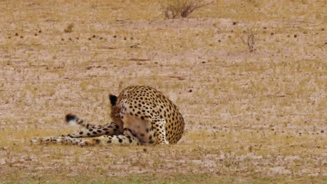 Guepardo-Rascándose-Una-Pierna-Con-Picazón-Mientras-Yacía-En-El-Campo-En-Un-Día-Soleado-En-Sudáfrica