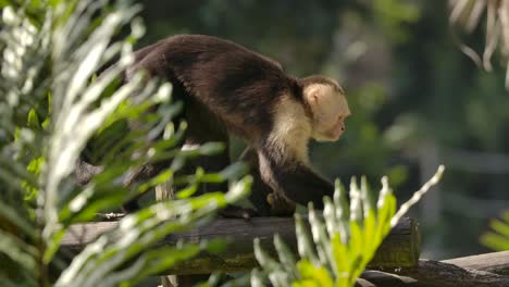 Mono-Capuchino-Camina-A-Lo-Largo-Del-Tronco-Con-Un-Bocadillo-A-Cámara-Lenta