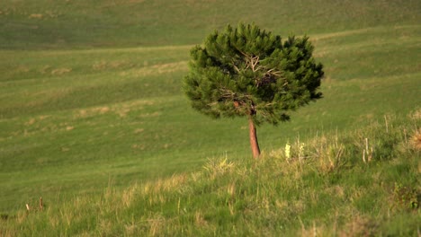 Un-árbol-Solitario-En-El-Espacio-Abierto-De-Boulder,-Colorado
