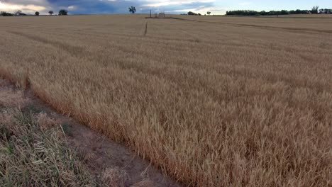 Flotando-A-Lo-Largo-Del-Borde-De-Un-Hermoso-Campo-De-Trigo-Listo-Para-Cosechar-El-Pan-De-América