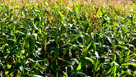 Corn-plant-field-harvest,-plantation-summer-corn,-corn-growing-fields