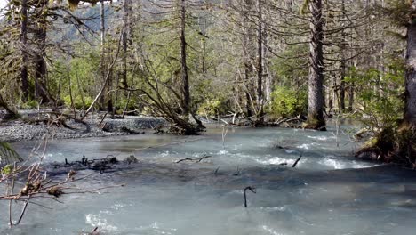 Fast-Flowing-Shallow-Stream-Between-Old-Forest-Trees-At-National-Park-In-Alaska,-USA