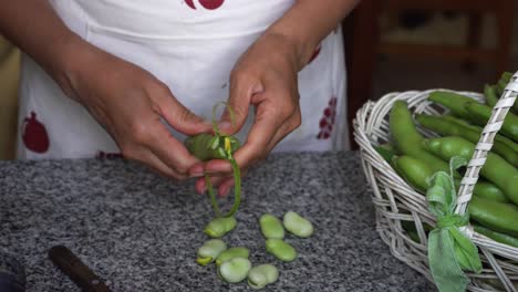 Person-shelling-broad-beans-pods-grown-in-home-garden