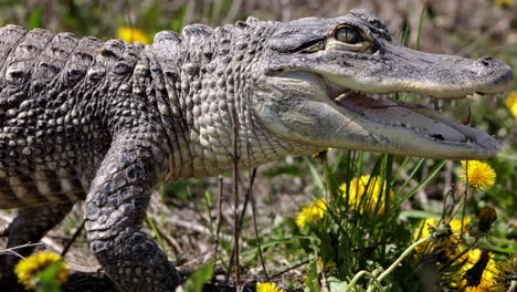 Walking-alligator-side-profile-slow-motion-in-swamp