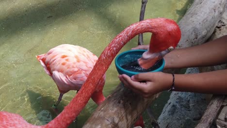 Zeitlupe-Eines-Flamingos,-Der-Einem-Kind-Im-Aquarium-Aus-Den-Händen-Frisst