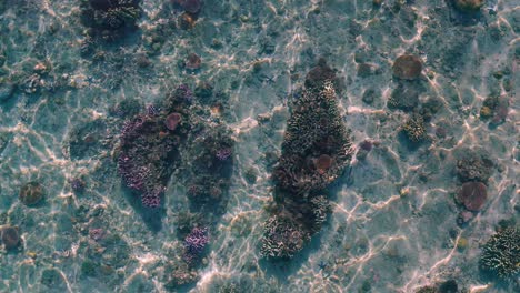 The-beautiful-corals-in-the-clear,-shallow-waters-of-Fiji---top-view