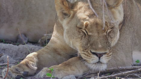 A-Lioness-Resting-Under-The-Tree-At-The-Savanna-In-Okavango-Delta,-Botswana---closeup-shot