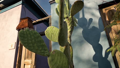 A-green-Opuntia-Cactus-plant-planted-by-the-doorway-of-a-blue-colored-house-in-Barrio-Historico,-Tucson,-Arizona---tilt-down
