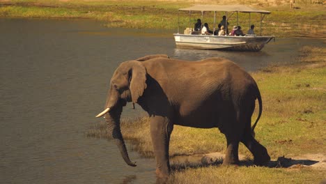 Touristen-Auf-Einer-Safari-Kreuzfahrt-Beobachten-Einen-Elefanten,-Der-Am-Rande-Des-Chobe-Flusses-In-Botswana-Steht