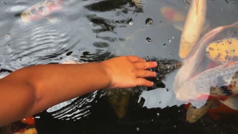 A-young-boy-playing-with-hand-in-pond-water-full-of-beautiful-Koi-fish---close-up