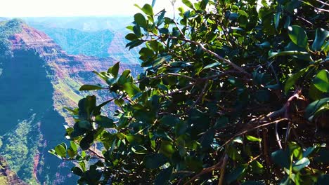 HD-Hawaii-Kauai-slow-motion-boom-left-from-bushes-to-reveal-Waimea-Canyon-with-a-waterfall-in-the-distance-in-center-frame