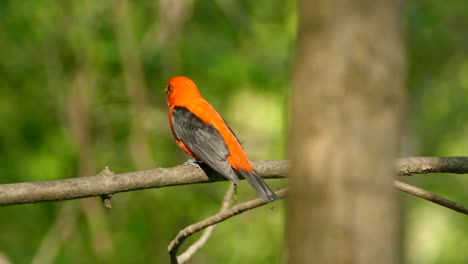 Clip-of-a-scarlet-tanager-flying-away-from-a-tree-branch