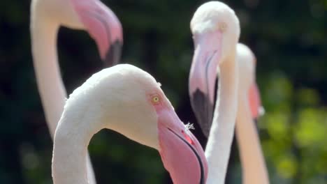 Beautiful-close-up-shot-of-pink-Flamingo-head-with-bright-eyes-and-family-in-background-during-sunny-day