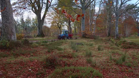 Beech-wood-in-autumn-with-tractor-driving-along-a-path